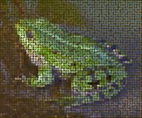 Le prince grenouille