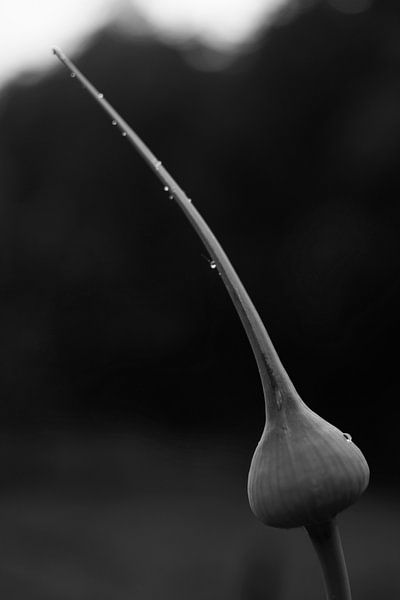 Prei bloem. par Arne Claessens