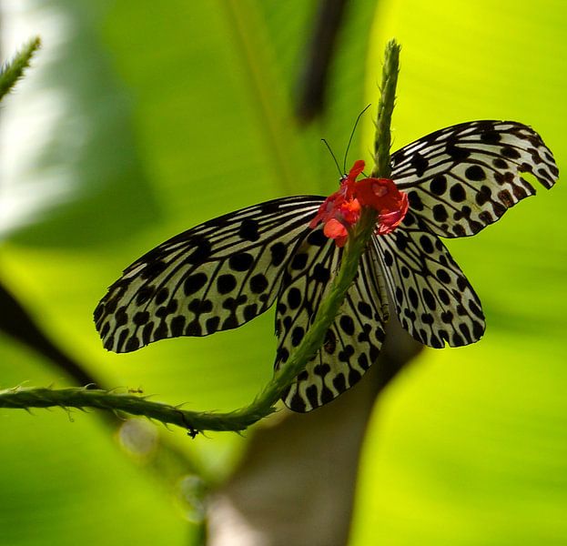 Butterfly von Frenz' van de Grift