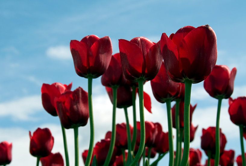 rode tulpen par ChrisWillemsen