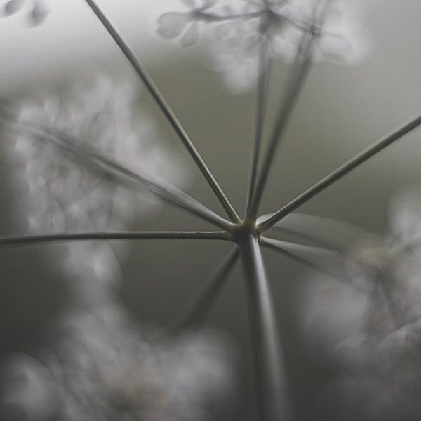 La magie de l'été par Linda Doppenberg