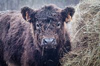 Galloway-Rindfleisch