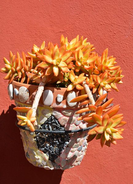 Orangefarbene Sukkulente, ockerfarbene Wand und Mosaik-Topf von My Footprints