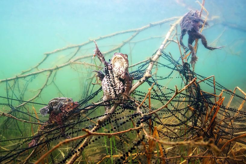 Crapauds qui s'accouplent par Filip Staes