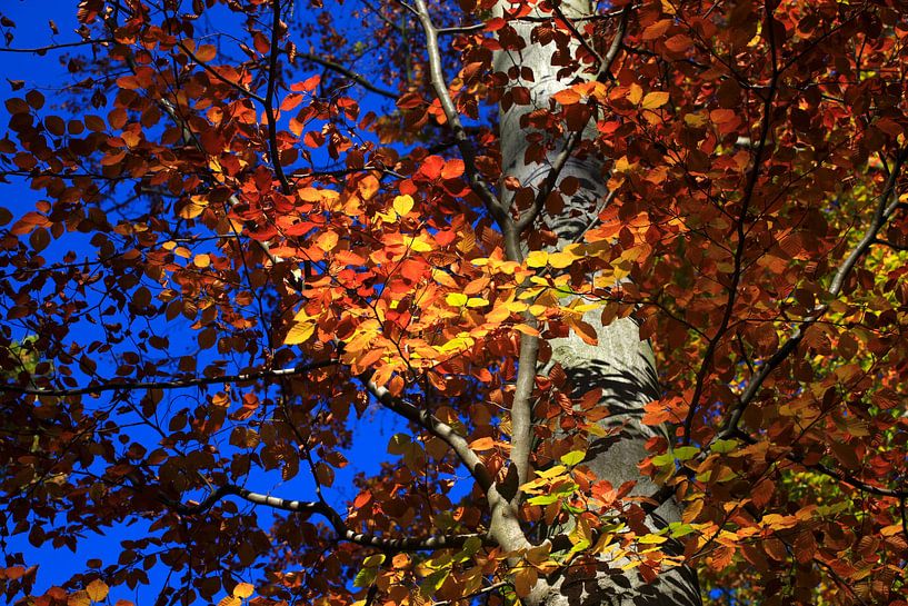 Magnificent beech by Thomas Jäger
