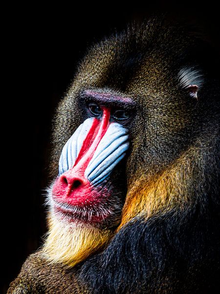 Mandrill von Scholtes Fotografie