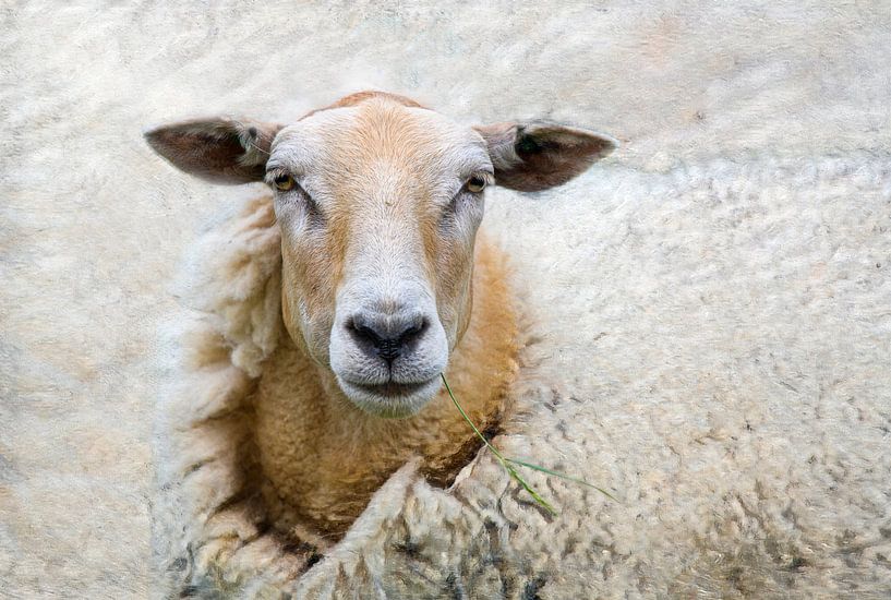 The Wool Factory 6 van Marc Lourens