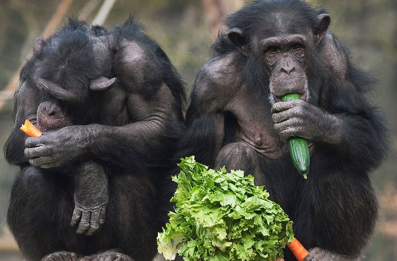Chimpansees eten groenten. par Luuk van der Lee