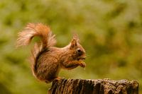 Eichhörnchen auf einem Baumstamm