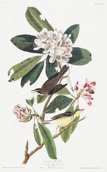 Kanadawaldsänger von Birds of America