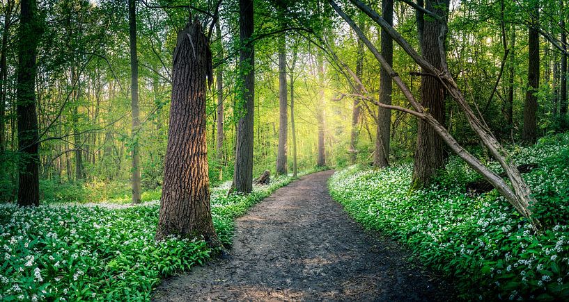 Bärlauch von Wim van D