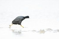 Coot with urgency