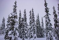 Snowy trees in Lapland
