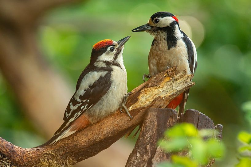 Buntspecht füttert Junge von Harry Punter