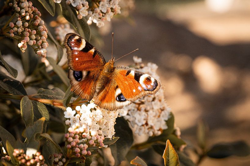Butterfly by Foto Oger