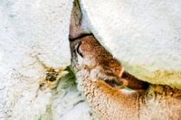 Zogende Alpaca veulen