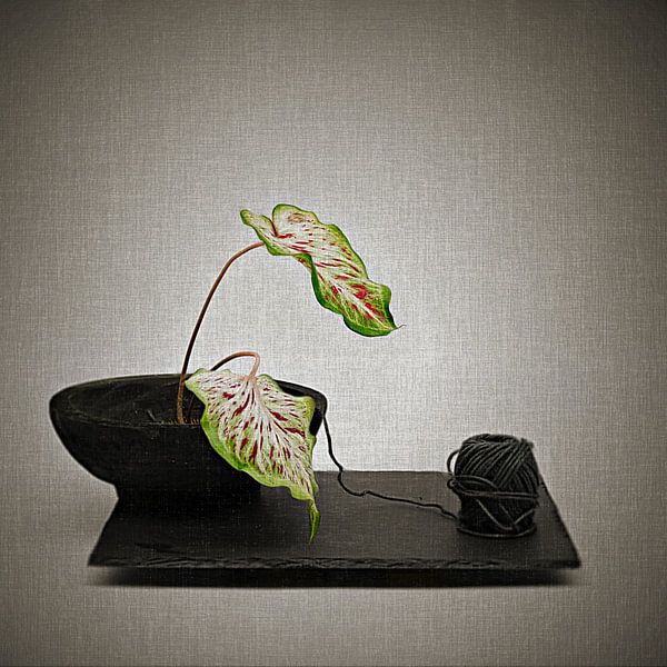 Nature as artist. by Saskia Dingemans Awarded Photographer