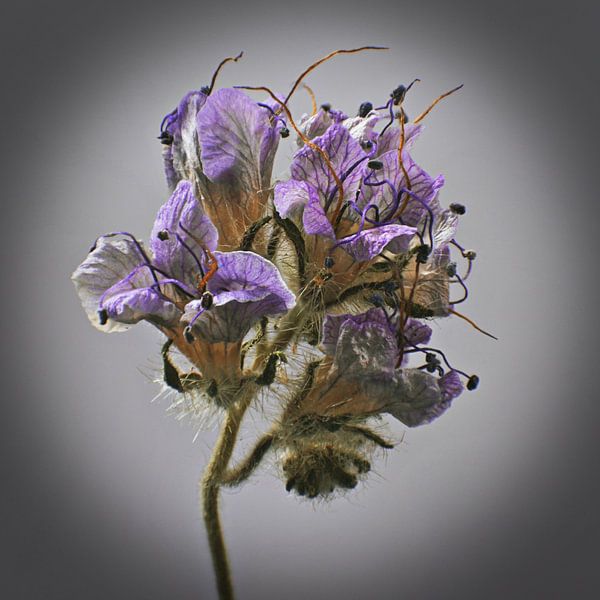 Small wildflower by Huub Westendorp