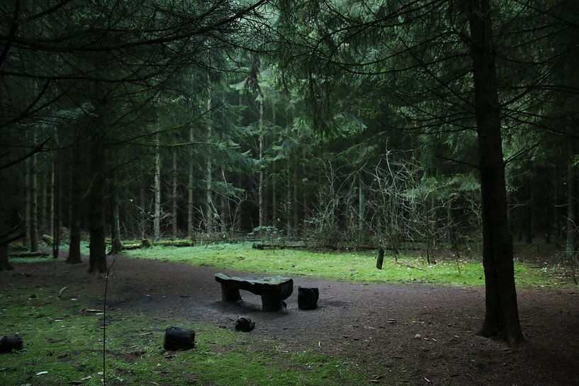 A bench in a clearing by Pim van der Horst