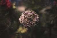 The Hidden Life of Star Look