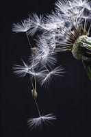 Macro dandelion with drops
