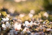 Die Blüte fällt zu Boden, ist aber noch nicht verwelkt