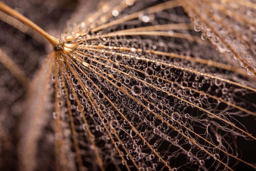 Sensation du pays : des gouttes sur un morceau de peluche couleur bois. par Marjolijn van den Berg