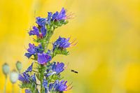 Large-headed Resin Bee