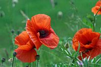 Long-headed Poppies - 2016