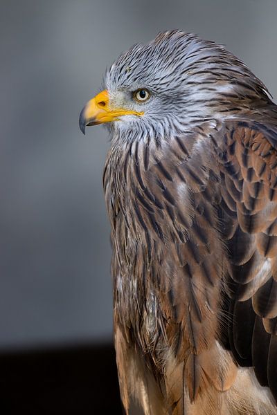 Rotmilan von Jack Van de Vin