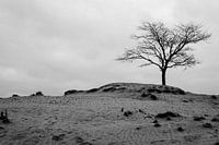 A lone tree in black and white on a sand dune.