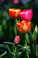 Rote und gelbe Tulpen