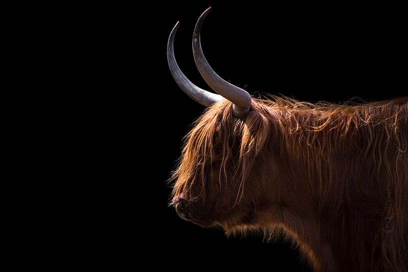 Scottish Highlander by Karel Ton