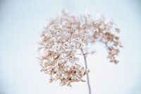 Hortensie im Schnee 5