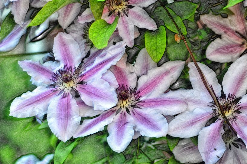 Blütenzeichnung by Edgar Schermaul