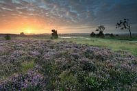 Landscape Kampina (the Netherlands)