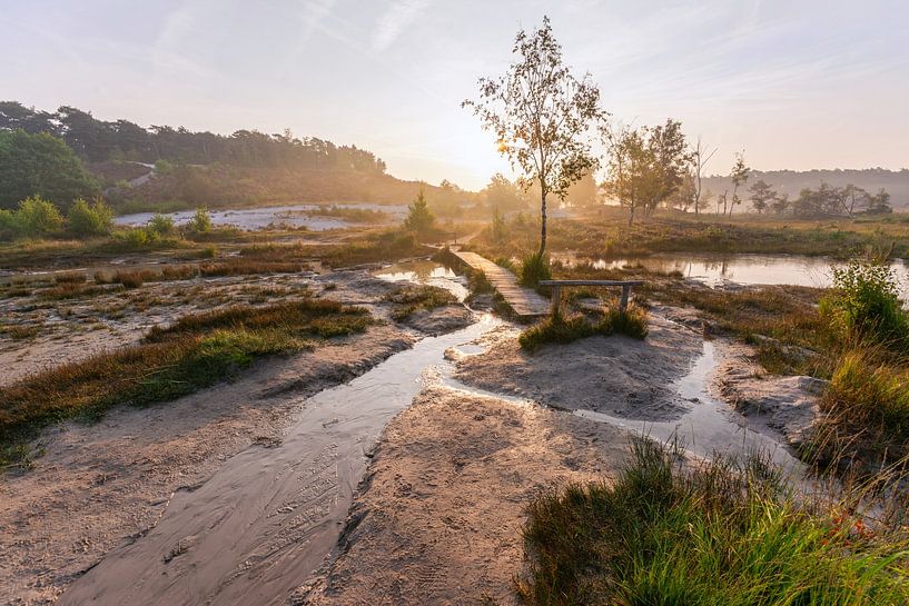 Wanderweg über das Moor in der Brunssumer Heide! von Remco Van Daalen