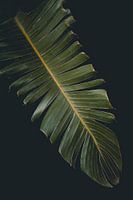 Strelitzia nicolai 2