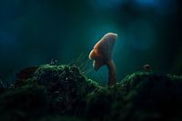 Glowing mushroom