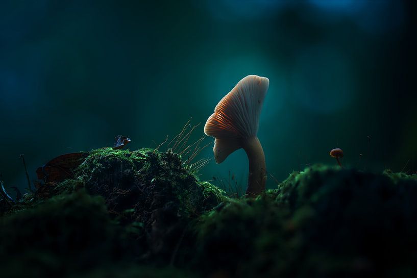 Glowing mushroom by Sebastian Petersen