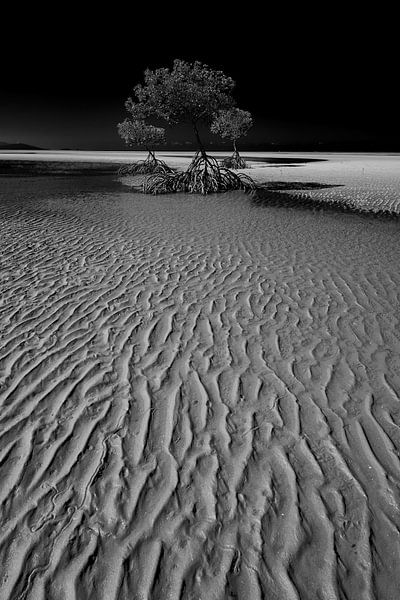 Mangroves par Matthias Karbach