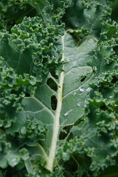 Grünkohl von Jan Klijn