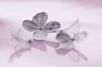 Vergaan bloemblad, romantiek