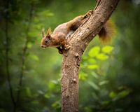 Climbing squirrel