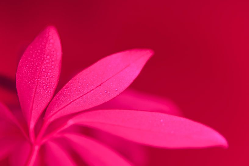 Macro plante rose par Jeroen Berendse