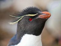 Rockhopper pinguin