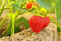 Des fraises mûres sur la brousse