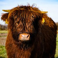Schottischer Highlander Kalb
