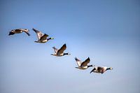 Flight geese