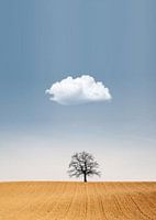 Lone Tree, Lone Cloud